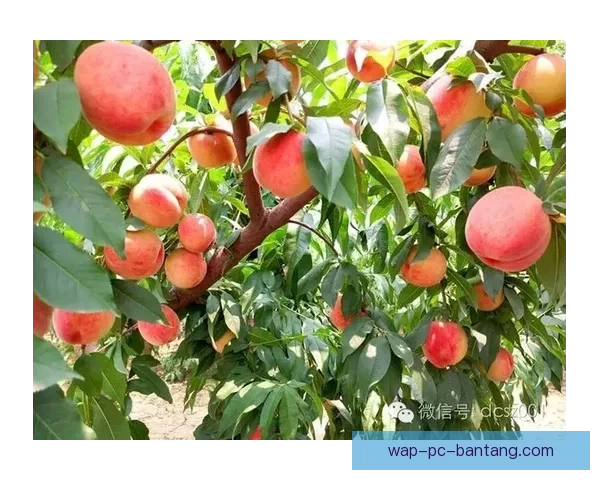 桃醉今夏，不止于“蜜”——探寻“蜜桃视频”的别样风情